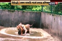 একটি সাদা, একটি হলুদ! তৃতীয়াতেই দর্শকদের সামনে আসছে ২ রয়্যাল বেঙ্গল শাবক একটি সাদা, একটি হলুদ! তৃতীয়াতেই দর্শকদের সামনে আসছে ২ রয়্যাল বেঙ্গল শাবক
