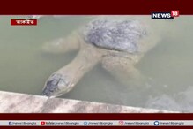 দিঘিতে কচ্ছপের দেহ উদ্ধার, মৃত্যুর কারণ নিয়ে ধোঁয়াশা দিঘিতে কচ্ছপের দেহ উদ্ধার, মৃত্যুর কারণ নিয়ে ধোঁয়াশা