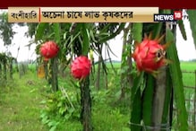 #EgiyeBangla: ড্রাগন ফল চাষে বিপুল লাভ করছেন বাংলার বহু মানুষ, দেখুন #EgiyeBangla: ড্রাগন ফল চাষে বিপুল লাভ করছেন বাংলার বহু মানুষ, দেখুন