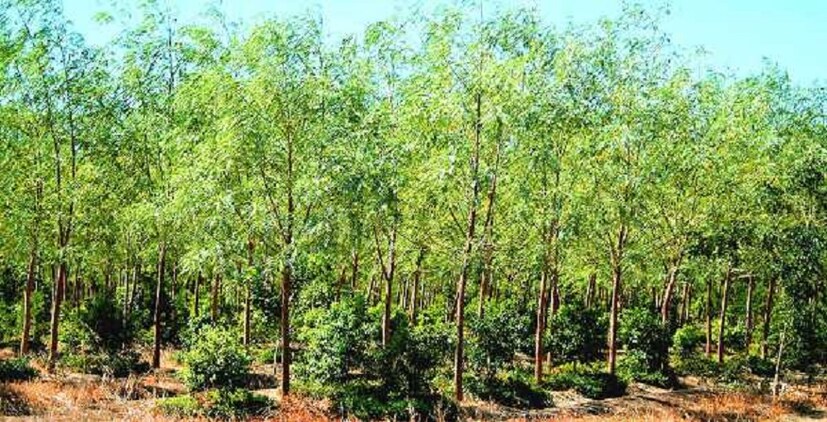 এই ব্যবসার জন্য শুরুতে লাগবে মাত্র ৮০ হাজার থেকে ১ লক্ষ টাকা ৷ এরপর আপনি লাভ করতে পারবেন প্রায় ৬০ লক্ষ টাকা পর্যন্ত ৷ চন্দন গাছে কাঠ ও তেল দুটি ওষুধ তৈরির ক্ষেত্রে ব্যবহার করা হয় ৷ এর নির্যাস খাবারে ফ্লেবারের জন্যেও ব্যবহার করা হয়ে থাকে ৷ এমনকি সাবান, কসমেটিক্সেও ব্যবহার করা হতে পারে ৷