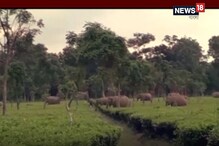ডায়না চা-বাগানে হঠাৎ আনাগোনা ৩৫ হাতির ডায়না চা-বাগানে হঠাৎ আনাগোনা ৩৫ হাতির