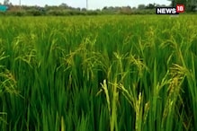 আমন ধানের সঙ্গে বাড়ছে বোরো ধান, বর্ধমানে ব্যাপক ক্ষতির আতঙ্কায় ধান চাষীরা আমন ধানের সঙ্গে বাড়ছে বোরো ধান, বর্ধমানে ব্যাপক ক্ষতির আতঙ্কায় ধান চাষীরা
