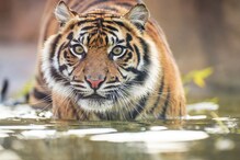 ফেরা হল না বাড়ি, স্ত্রীর সামনেই সজনেখালি জঙ্গল থেকে মৎস্যজীবীকে তুলে নিল বাঘ ফেরা হল না বাড়ি, স্ত্রীর সামনেই সজনেখালি জঙ্গল থেকে মৎস্যজীবীকে তুলে নিল বাঘ