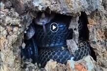 একাধিক বিষধর সাপের গর্তের সামনে যুবক, হাড়হিম করা দৃশ্যে উত্তাল সোশ্যাল মিডিয়া একাধিক বিষধর সাপের গর্তের সামনে যুবক, হাড়হিম করা দৃশ্যে উত্তাল সোশ্যাল মিডিয়া