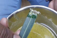 হাসাপাতালে রোগীকে দুপুরের খাবারে দেওয়া হল টিকটিকি! হাসাপাতালে রোগীকে দুপুরের খাবারে দেওয়া হল টিকটিকি!