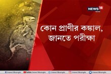 আমডাঙার পরিত্যক্ত বাড়ি থেকে পাওয়া কঙ্কালটি সরীসৃপ জাতীয় প্রাণীর আমডাঙার পরিত্যক্ত বাড়ি থেকে পাওয়া কঙ্কালটি সরীসৃপ জাতীয় প্রাণীর