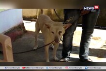 জীবন বাজি রেখে মনিবকে বাঁচাতে সাপের সঙ্গে মরণপণ লড়াই চালাল পোষ্য জীবন বাজি রেখে মনিবকে বাঁচাতে সাপের সঙ্গে মরণপণ লড়াই চালাল পোষ্য