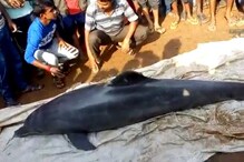 মারা গেল খালের ডলফিন, পরিষ্কার জলের অভাবেই মৃত্যু মারা গেল খালের ডলফিন, পরিষ্কার জলের অভাবেই মৃত্যু