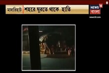 শহরের রাস্তায় ঘুরছে দাঁতাল, মাদারিহাটের ভিডিও দেখুন শহরের রাস্তায় ঘুরছে দাঁতাল, মাদারিহাটের ভিডিও দেখুন