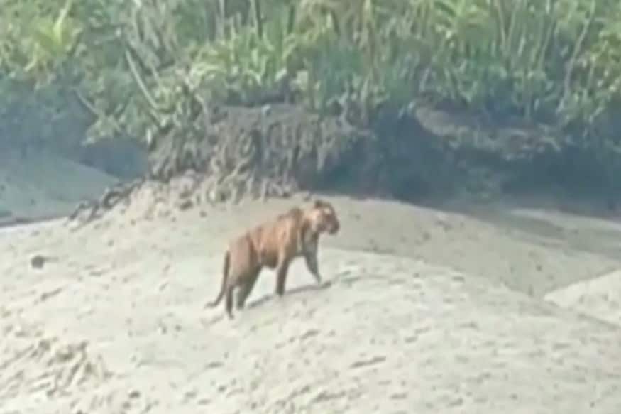 বনমন্ত্রীর দাবি, ট্র্যাপ ক্যামেরার সাহায্য নিয়ে বাঘের গণনা হয়েছে৷ প্রতিটি বাঘের গায়ে থাকা ডোরাকাটাদাগ দেখে বাঘের সংখ্যা গোনা হয়েছে৷ ফলে একই বাঘকে দু' বার গণনা করার কোনও সম্ভাবনাই নেই৷ PHOTO- FILE বনমন্ত্রীর দাবি, ট্র্যাপ ক্যামেরার সাহায্য নিয়ে বাঘের গণনা হয়েছে৷ প্রতিটি বাঘের গায়ে থাকা ডোরাকাটাদাগ দেখে বাঘের সংখ্যা গোনা হয়েছে৷ ফলে একই বাঘকে দু' বার গণনা করার কোনও সম্ভাবনাই নেই৷ PHOTO- FILE