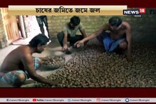 বুলবুলের ধাক্কায় বিপর্যস্ত কৃষকরা, আলু চাষও বড় ক্ষতির মুখে বুলবুলের ধাক্কায় বিপর্যস্ত কৃষকরা, আলু চাষও বড় ক্ষতির মুখে