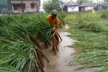 বুলবুলে চাষের ক্ষতি,বাজার আগুনের আশঙ্কা বুলবুলে চাষের ক্ষতি,বাজার আগুনের আশঙ্কা