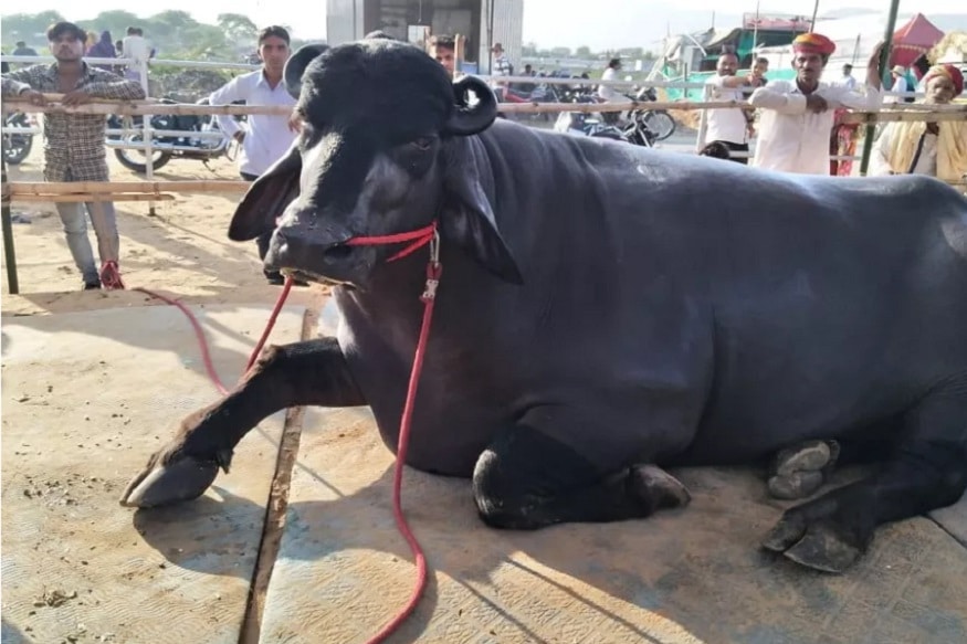 প্রতিদিন ভীম এক কিলো গাওয়া ঘিয়ের খাবার, কাজু বাদাম, শুকনো ঘাস, ভুট্টা ইত্যাদি খায় ৷ এই নিয়ে প্রতি মাস প্রায় এক লক্ষ টাকা খরচ হয় ৷ ভীমের খাবারের এক বিশেষত্ব হল ভীম কখনই বাসি খাবার খায়না ৷ প্রতিদিন ভীম এক কিলো গাওয়া ঘিয়ের খাবার, কাজু বাদাম, শুকনো ঘাস, ভুট্টা ইত্যাদি খায় ৷ এই নিয়ে প্রতি মাস প্রায় এক লক্ষ টাকা খরচ হয় ৷ ভীমের খাবারের এক বিশেষত্ব হল ভীম কখনই বাসি খাবার খায়না ৷