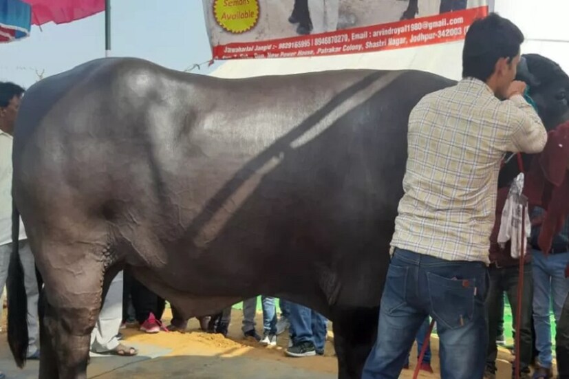 আপাতত এই সমস্ত কিছু নিয়ে যাবতীয় চর্চায় ভীম ৷ 