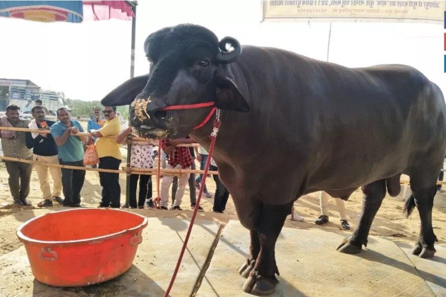 এগ্রো টেক কৃষক মেলায যুবরাজের মোষ বর্তমানে খবরের শিরোনামে ৷ ভীমের প্রতি মাসের মোট খোরাকই সবার কাছে চর্চার বিষয় হয়ে দাঁড়িয়েছে ৷ ভীম এতটাই পরিচিত এলাকায় যে যিনি দেখতে আসেন তিনিই সেল্ফি নিয়ে যান ৷ এগ্রো টেক কৃষক মেলায যুবরাজের মোষ বর্তমানে খবরের শিরোনামে ৷ ভীমের প্রতি মাসের মোট খোরাকই সবার কাছে চর্চার বিষয় হয়ে দাঁড়িয়েছে ৷ ভীম এতটাই পরিচিত এলাকায় যে যিনি দেখতে আসেন তিনিই সেল্ফি নিয়ে যান ৷