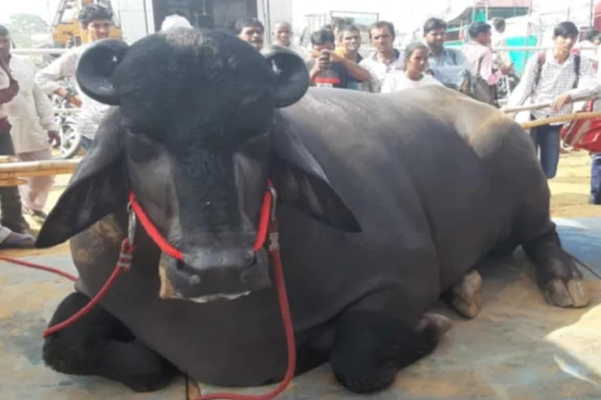 একটি মাত্র মোষ তারও আবার দাম শনুলে কপালে উঠবে চোখ ! তবুও সেই মোষকে বেচে দেয়না মালিক ৷ এই মোষের নাম ভীম বয়স ৬ বছর ২ মাস ৷ বর্তমানে ভীমের ওজন ১,৩০০ কেজি, প্রায় ছয় ফুট উচ্চতা সম্পন্ন ৷ একটি মাত্র মোষ তারও আবার দাম শনুলে কপালে উঠবে চোখ ! তবুও সেই মোষকে বেচে দেয়না মালিক ৷ এই মোষের নাম ভীম বয়স ৬ বছর ২ মাস ৷ বর্তমানে ভীমের ওজন ১,৩০০ কেজি, প্রায় ছয় ফুট উচ্চতা সম্পন্ন ৷