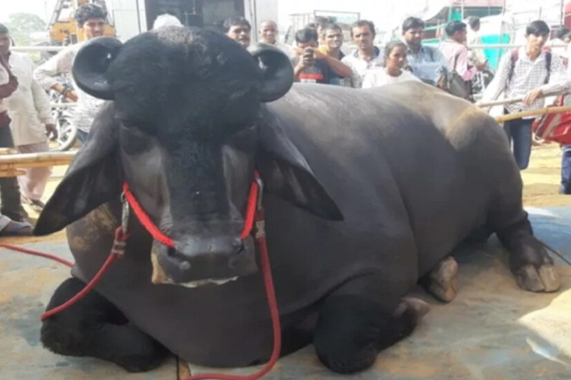 একটি মাত্র মোষ তারও আবার দাম শনুলে কপালে উঠবে চোখ ! তবুও সেই মোষকে বেচে দেয়না মালিক ৷ এই মোষের নাম ভীম বয়স ৬ বছর ২ মাস ৷ বর্তমানে ভীমের ওজন ১,৩০০ কেজি, প্রায় ছয় ফুট উচ্চতা সম্পন্ন ৷ 