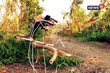 বুলবুলে চাষের ক্ষতি, বিঘের পর বিঘে ফসল নষ্ট, ঘুরে দাঁড়ানোর উপায় কী? বুলবুলে চাষের ক্ষতি, বিঘের পর বিঘে ফসল নষ্ট, ঘুরে দাঁড়ানোর উপায় কী?