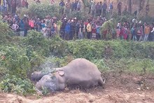 ফের ট্রেনের ধাক্কায় ২টি হাতির মৃত্যু উত্তরবঙ্গে, রেলের বিরুদ্ধে গাফিলতির অভিযোগ