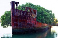 জাহাজ ভর্তি ম্যানগ্রোভ অরণ্য