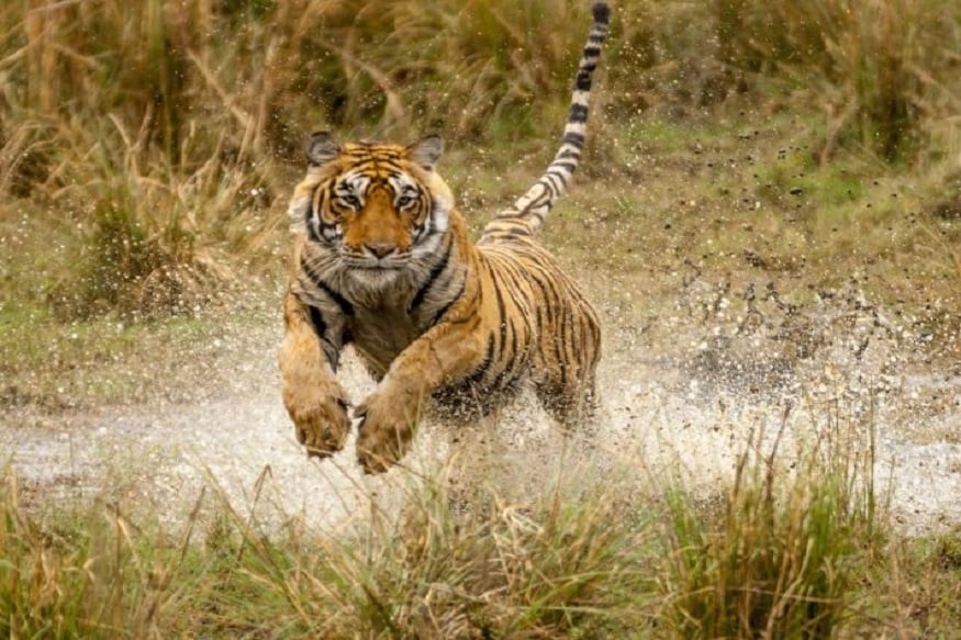 গত কয়েকবছরে এটাই সুন্দরবনে বাঘের সংখ্যায় সবথেকে বেশি বৃদ্ধি হয়েছে৷ এর আগে একবছরে সাতটিবাঘ বেড়েছিল৷ PHOTO- FILE গত কয়েকবছরে এটাই সুন্দরবনে বাঘের সংখ্যায় সবথেকে বেশি বৃদ্ধি হয়েছে৷ এর আগে একবছরে সাতটিবাঘ বেড়েছিল৷ PHOTO- FILE