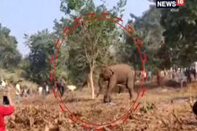 পিকনিকে ব্যস্ত জনতা, হঠাৎই হামলা দামাল হাতির, দেখুন ভয়ানক ভিডিও