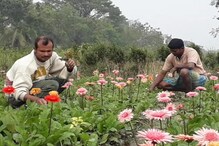 পৌষে অকাল বৃষ্টি, জেলায় চাষে প্রভাব, ক্ষতির মুখে হাওড়ার ফুলচাষিরা পৌষে অকাল বৃষ্টি, জেলায় চাষে প্রভাব, ক্ষতির মুখে হাওড়ার ফুলচাষিরা