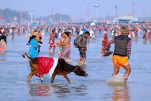 কনকনে ঠাণ্ডা উপেক্ষা করেই বাড়ছে পুণ্যার্থীদের ভিড়, জমজমাট গঙ্গাসাগর মেলা