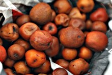 সরস্বতী পুজোয় কুল তো খান, জানেন কী এর উপকারিতা