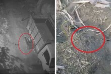 বাঘ আতঙ্কের জের, কোন্নগরের অজানা জন্তুর খোঁজে বসছে বাড়তি সিসি ক্যামেরা