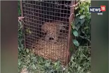 চিতাবাঘের হামলায় মৃত ১ ! অবশেষে ডুয়ার্সের চা বাগানে খাঁচাবন্দি চিতাবাঘ চিতাবাঘের হামলায় মৃত ১ ! অবশেষে ডুয়ার্সের চা বাগানে খাঁচাবন্দি চিতাবাঘ