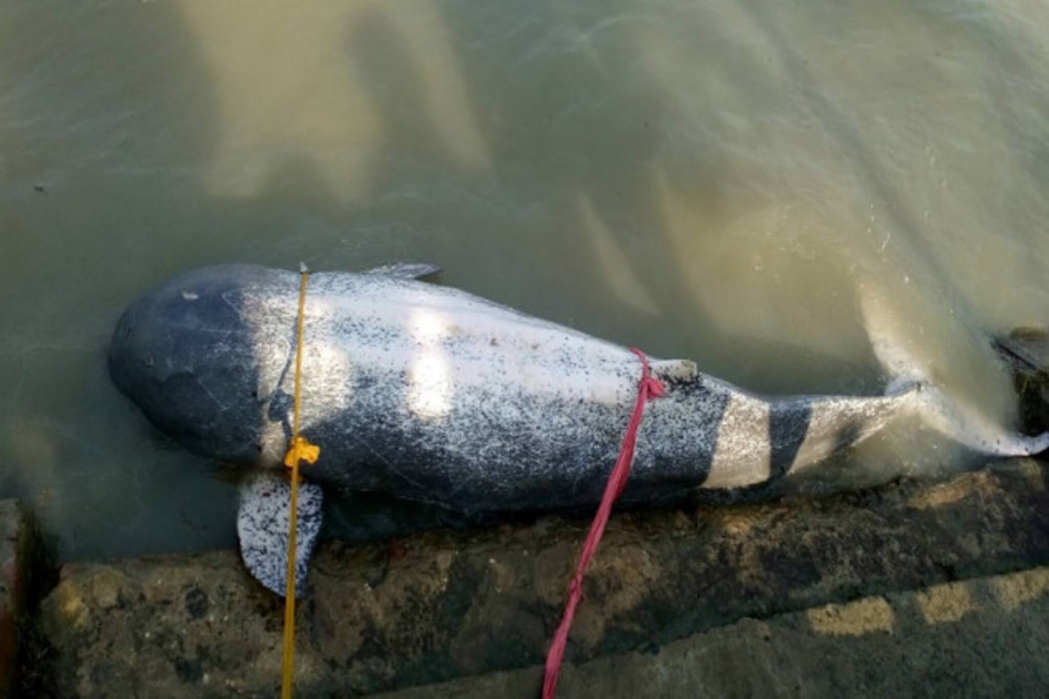 রূপনারায়ণে ভেসে এল প্রায় ৬ ফুট লম্বা মৃত ডলফিন