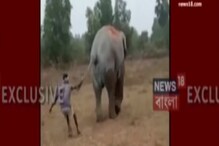হাতির ল্যাজ ধরে টানাটানি ! দেখুন ভিডিও হাতির ল্যাজ ধরে টানাটানি ! দেখুন ভিডিও