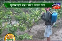 লাভজনক পেয়ারা চাষের বিশেষ পদ্ধতি, দেখুন ভিডিও-- লাভজনক পেয়ারা চাষের বিশেষ পদ্ধতি, দেখুন ভিডিও--