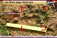 আরও জোরাল হল বাঘের অস্তিত্ব, হাড়হিম করা আতঙ্ক এখন জঙ্গলমহল জুড়ে আরও জোরাল হল বাঘের অস্তিত্ব, হাড়হিম করা আতঙ্ক এখন জঙ্গলমহল জুড়ে