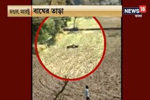 মানুষটার শরীরের ওপর লাফিয়ে পড়ল বাঘ, দেখুন বাঘ বনাম মানুষের লড়াইয়ের ভিডিও মানুষটার শরীরের ওপর লাফিয়ে পড়ল বাঘ, দেখুন বাঘ বনাম মানুষের লড়াইয়ের ভিডিও
