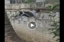 পাশের বাড়ির ঝগড়া দেখতে অভিনব কায়দায় নারকেল গাছে উঠলো কুকুর ! ভাইরাল ভিডিও পাশের বাড়ির ঝগড়া দেখতে অভিনব কায়দায় নারকেল গাছে উঠলো কুকুর ! ভাইরাল ভিডিও