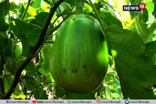 শীতের আমেজে বিঘোরের বেগুন! স্বর্গীয় সুখের ঠিকানা এখন রায়গঞ্জ