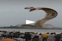 সমুদ্রের মধ্যে থেকে ফণা তুলে রয়েছ বীভৎস সাপ! লাফিয়ে লাফিয়ে বাড়ছে ভিডিও ভিউ সমুদ্রের মধ্যে থেকে ফণা তুলে রয়েছ বীভৎস সাপ! লাফিয়ে লাফিয়ে বাড়ছে ভিডিও ভিউ