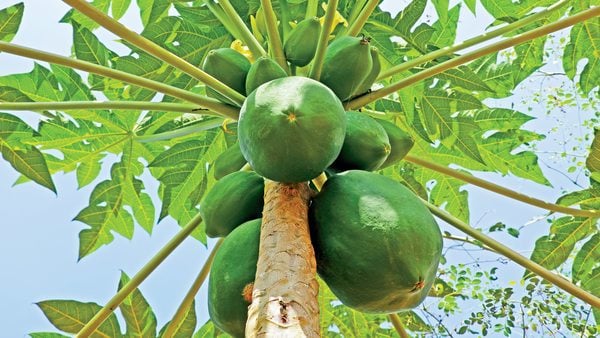 এটি ব্লাড প্রেসার ঠিক রাখার পাশাপাশি রক্তের প্রবাহকে নিয়ন্ত্রণ করে। এমনকী, শরীরের ভেতরের ক্ষতিকর সোডিয়ামের পরিমাণকেও কমিয়ে দেয়। ফলে হৃদরোগের সমস্যা থেকে সহজেই মুক্তি পাওয়া যায়। একারণেই হৃদরোগীদের সবসময় পেঁপে খেতে বলা হয়। এটি ব্লাড প্রেসার ঠিক রাখার পাশাপাশি রক্তের প্রবাহকে নিয়ন্ত্রণ করে। এমনকী, শরীরের ভেতরের ক্ষতিকর সোডিয়ামের পরিমাণকেও কমিয়ে দেয়। ফলে হৃদরোগের সমস্যা থেকে সহজেই মুক্তি পাওয়া যায়। একারণেই হৃদরোগীদের সবসময় পেঁপে খেতে বলা হয়।