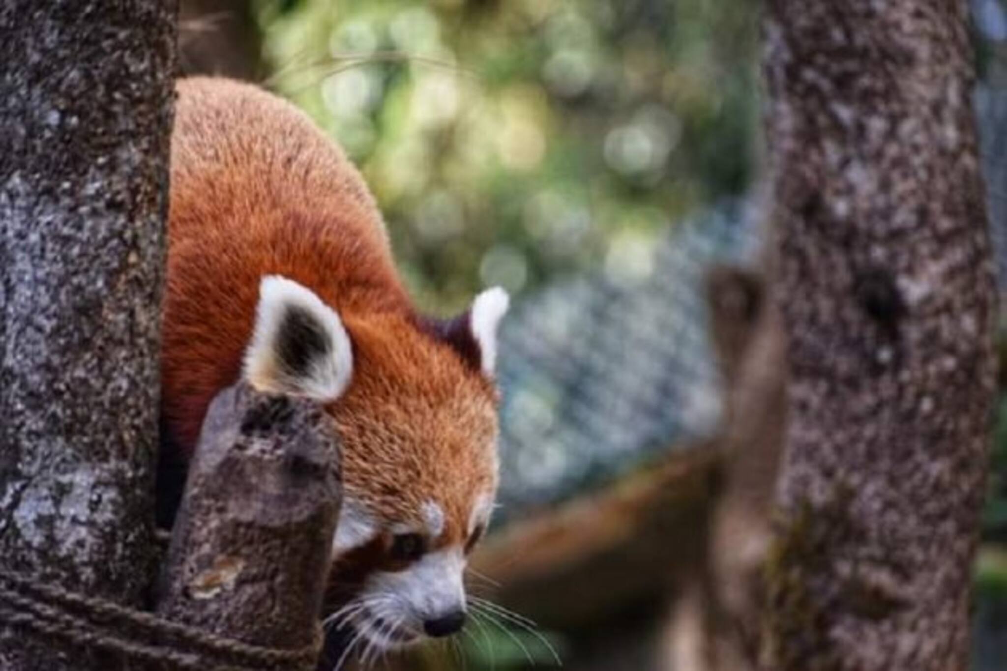 বিলুপ্তপ্রায় প্রাণী রেড পান্ডাকে বাঁচাতে রাজ্যের নতুন প্রয়াস