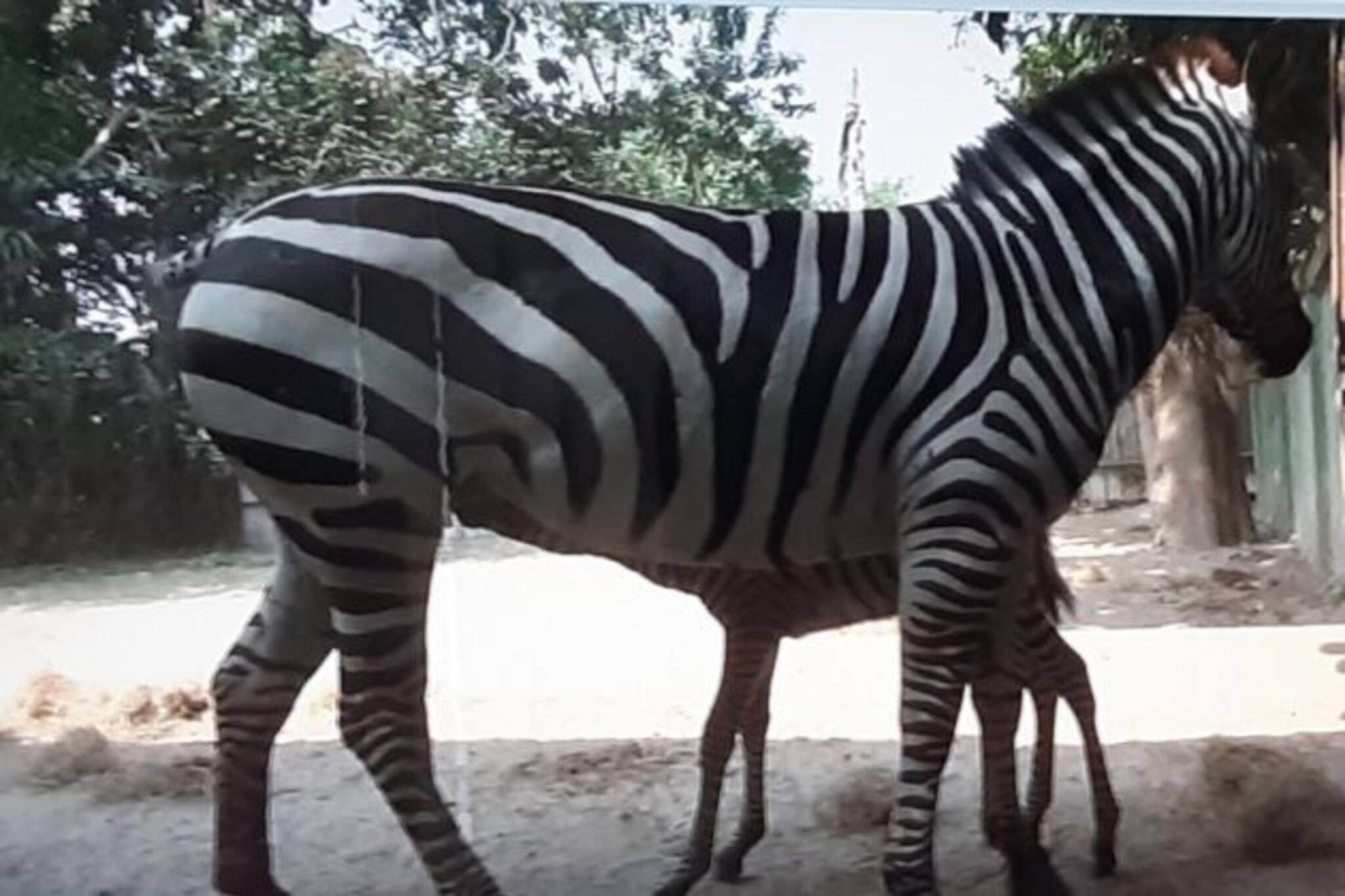 আলিপুর চিড়িয়াখানায় ভ্যালেন্টাইন’স ডে-তে জন্ম নিল জেব্রা শাবক, নাম ভ্যালেন্টিন