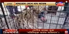 বাঘরোলে বাঘের আতঙ্ক, এগরায় হূলস্থূল