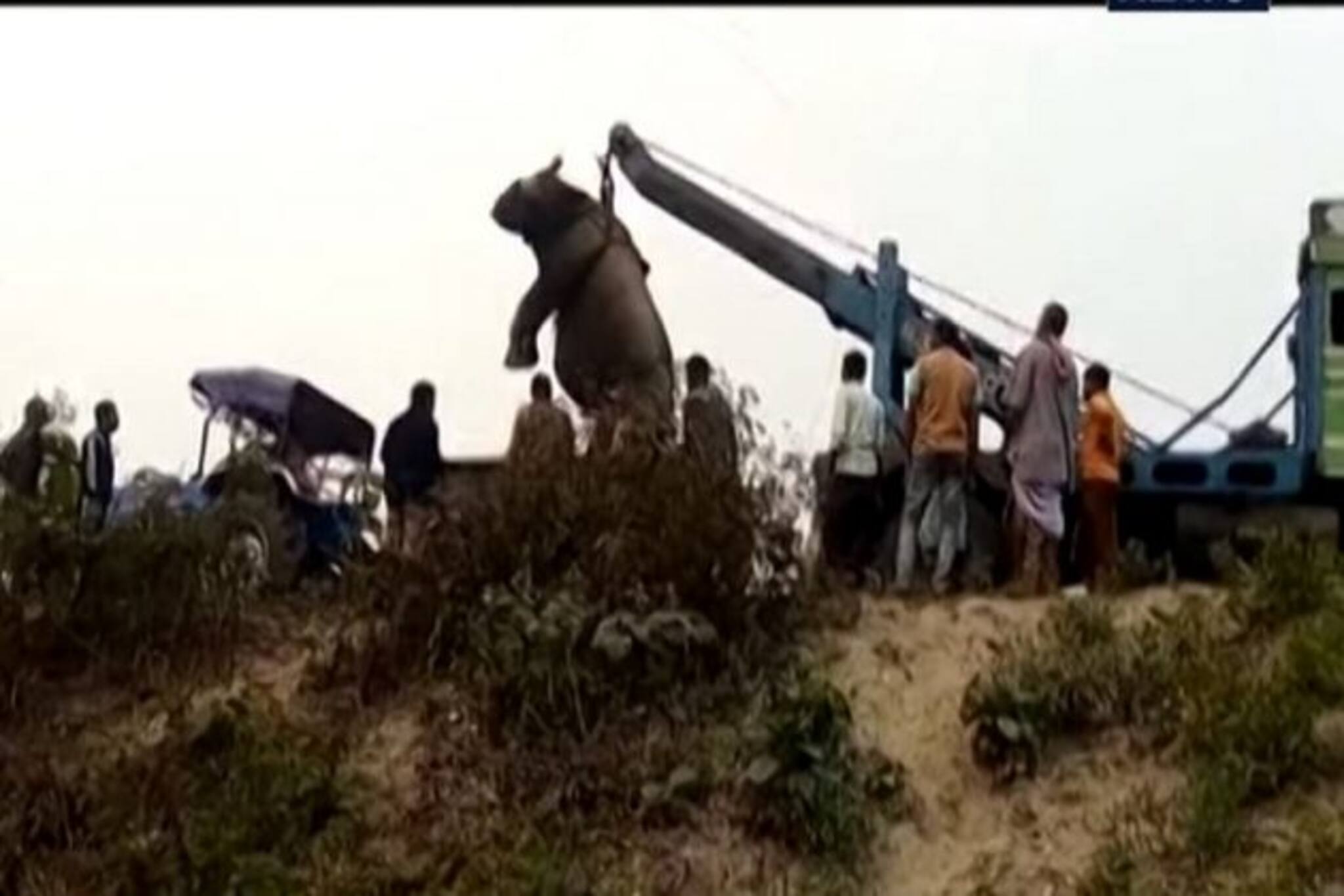 জঙ্গল থেকে বেরিয়ে লোকালয়ে শাবকের জন্ম দিল গন্ডার