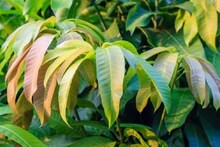 টানা ঠান্ডায় ব্যাপক ক্ষতির মুখে মালদহের আম চাষ, গাছে এখনও নেই মুকুল