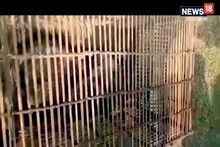মাছের জালে বিরাট গোখরো !