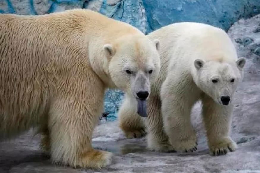 Polar Bears Are Forced To Eat Their Children, As Climate Change