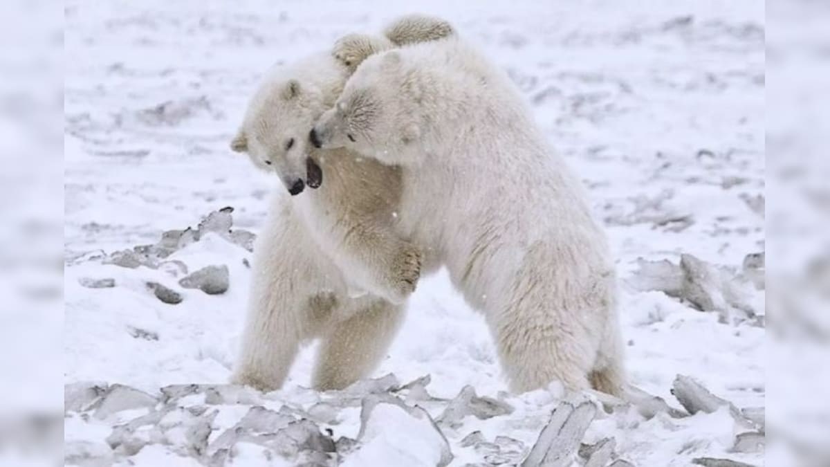 Polar Bears Are Forced To Eat Their Children, As Climate Change Destroys  Their Habitat