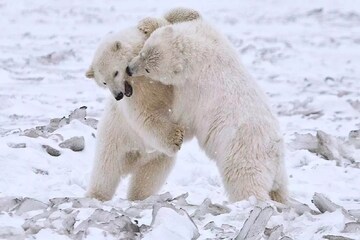 ভয়ঙ্কর অবস্থা মেরু রাজ্যের, খাদ্যাভাবে মেরু ভাল্লুক খাচ্ছে নিজের সন্তানের মাংস