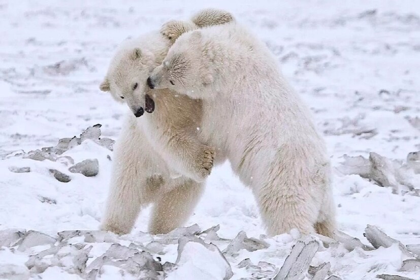 পৃথিবীর উষ্ণতা নিয়ন্ত্রণে রাখে দুই অর্ধের দুই মেরু দেশ৷ আর সেখানেই দ্রুত পাল্টে যাচ্ছে পরিবেশ৷ ভয়ানক পরিস্থিতে মেরু প্রদেশের প্রাণীকুলের বেঁচে থাকা আরও মুশকিল হয়ে পড়ছে৷ পৃথিবীর উষ্ণতা নিয়ন্ত্রণে রাখে দুই অর্ধের দুই মেরু দেশ৷ আর সেখানেই দ্রুত পাল্টে যাচ্ছে পরিবেশ৷ ভয়ানক পরিস্থিতে মেরু প্রদেশের প্রাণীকুলের বেঁচে থাকা আরও মুশকিল হয়ে পড়ছে৷
